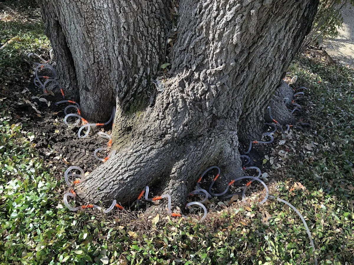 Detailed Tree Cabling and Bracing job site in Attica