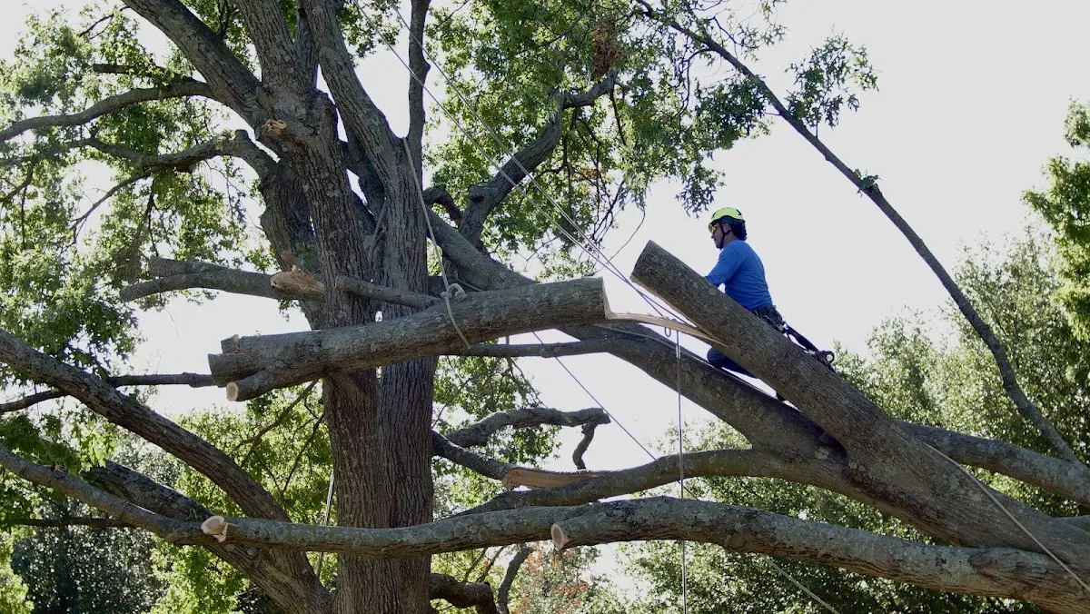 Professional Hazardous Tree Removal performed by certified arborists in Attica