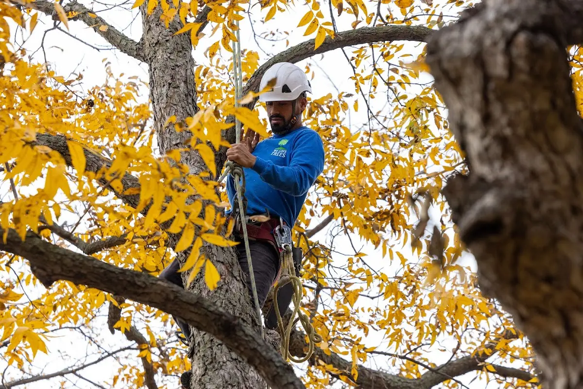 Skilled Tree Trimming crew working in Attica