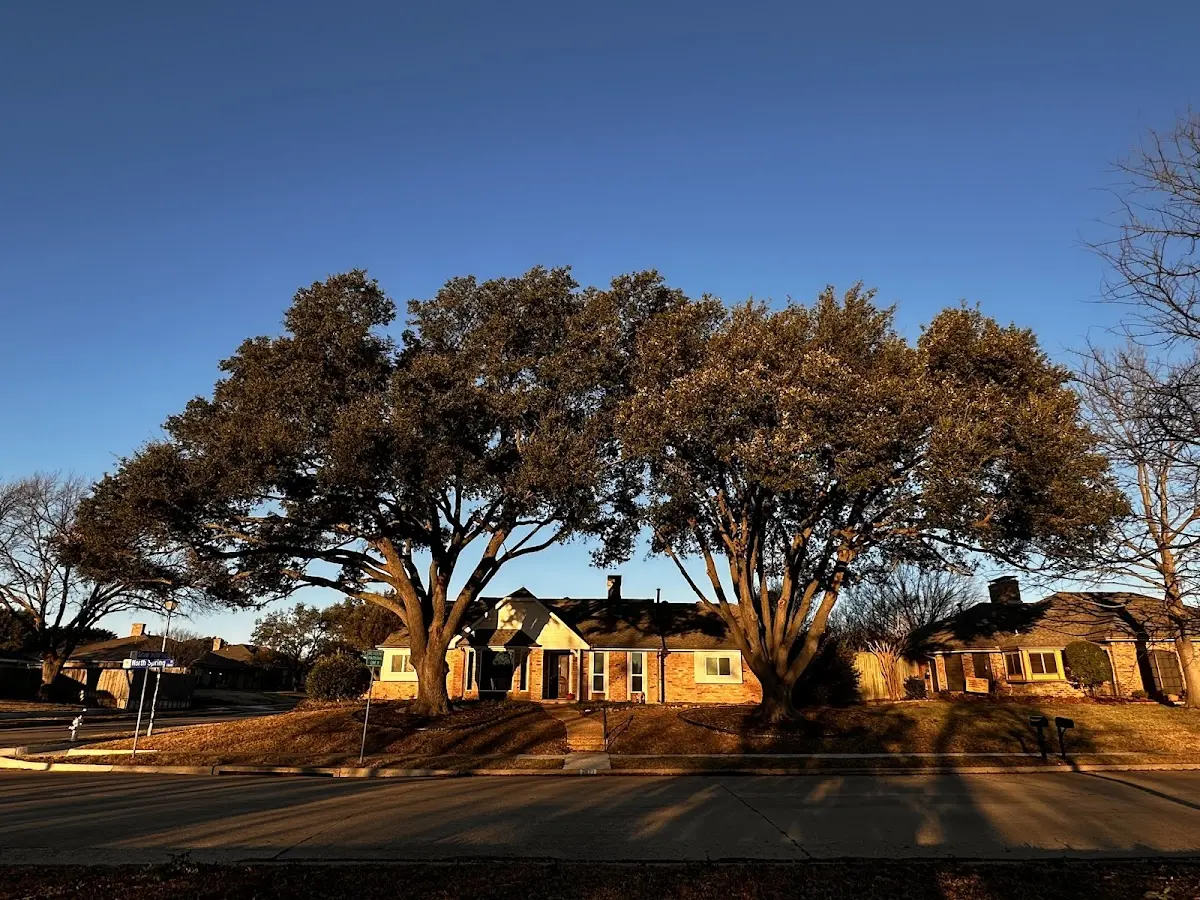 Established residential canopy tree shading a home in Attica