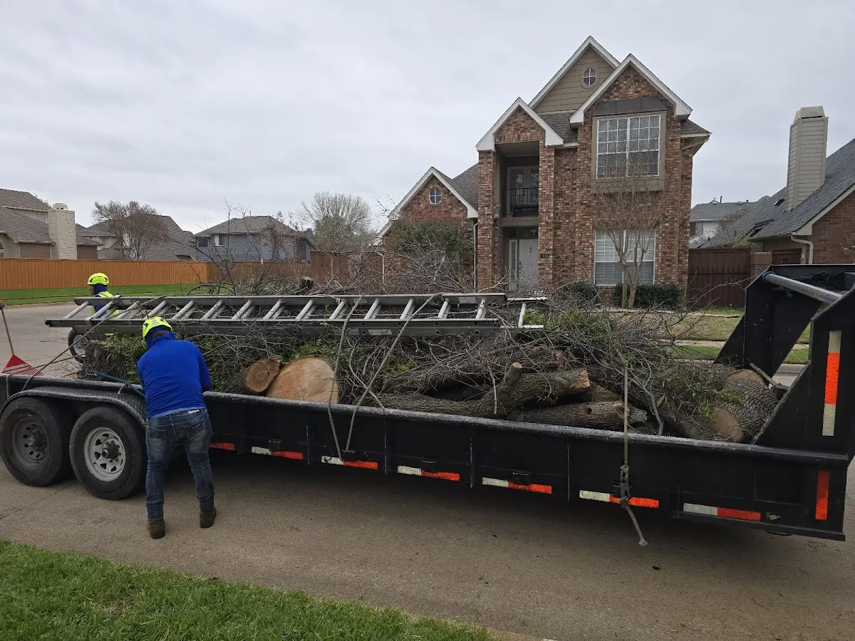Expert Tree Pest Control with proper safety equipment in Attica